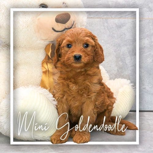 Dog Club Puppies For Sale Calhoun, GA