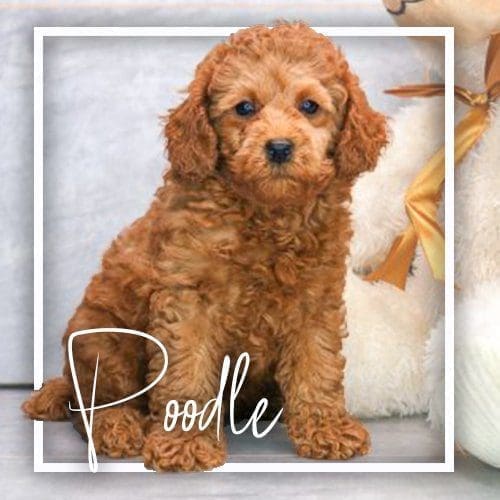 Dog Club Puppies For Sale Calhoun, GA