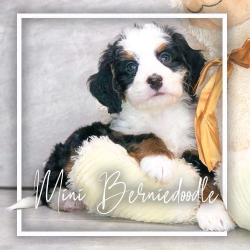 Dog Club Puppies For Sale Calhoun, GA