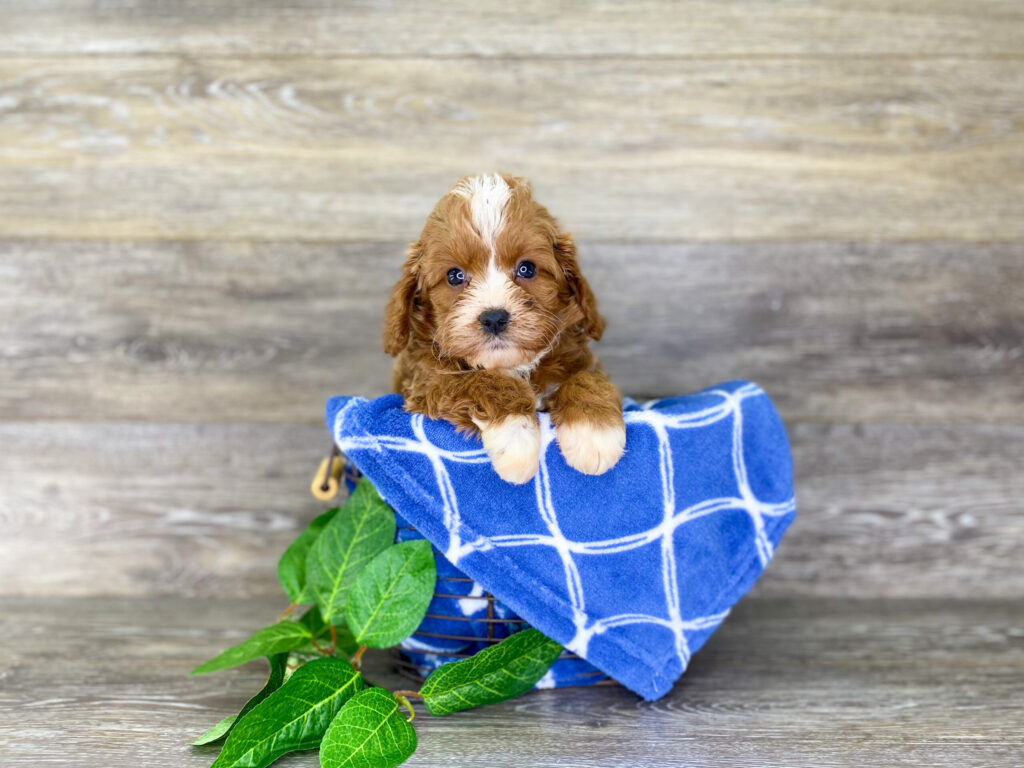 Puppies For Sale Top Pet Store Dog Club