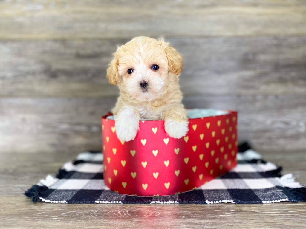 Puppies For Sale Top Pet Store Dog Club