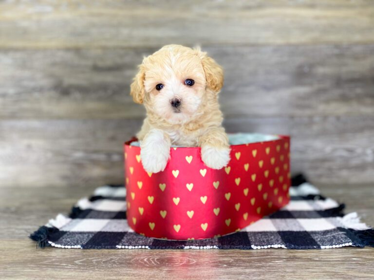 Puppies For Sale Top Pet Store Dog Club