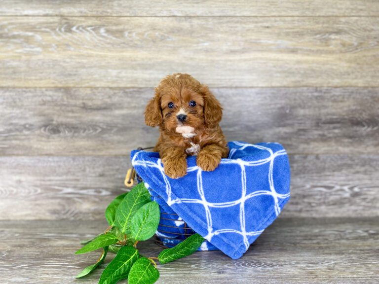 Puppies For Sale Top Pet Store Dog Club