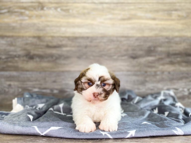 Shih Tzu Puppies For Sale Calhoun, GA Dog Club