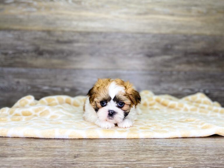Shih Tzu Puppies For Sale Calhoun, GA Dog Club