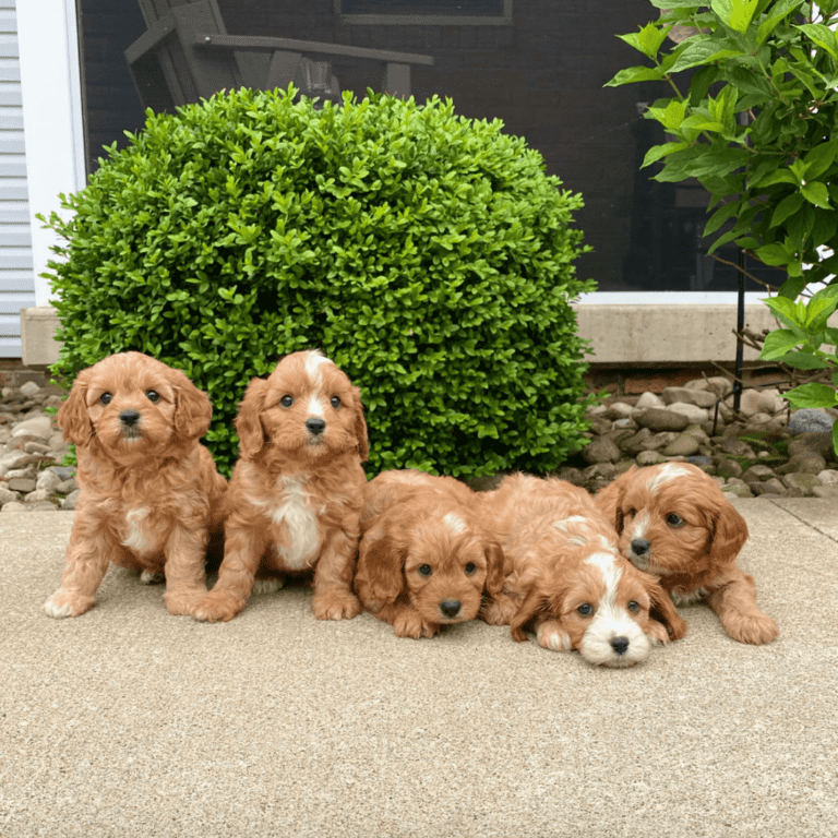 Dog Club Puppies For Sale Dog Breeder