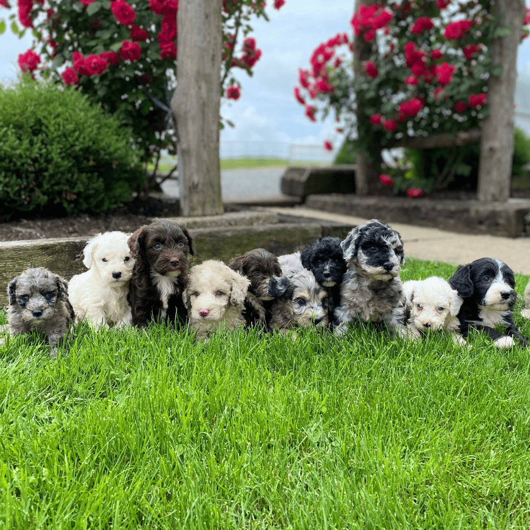 Dog Club Puppies For Sale Calhoun, GA