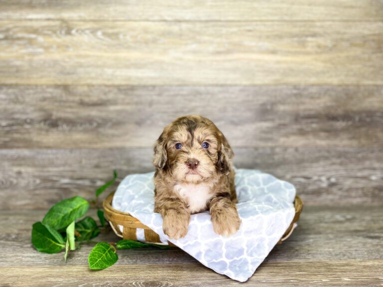 Puppies For Sale Top Pet Store Dog Club