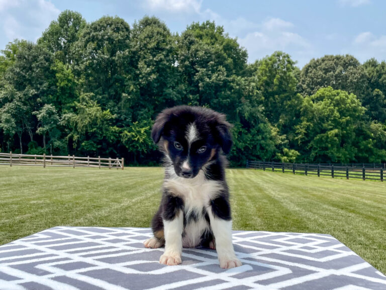 Mini Australian Shepherd Puppies For Sale Calhoun, GA