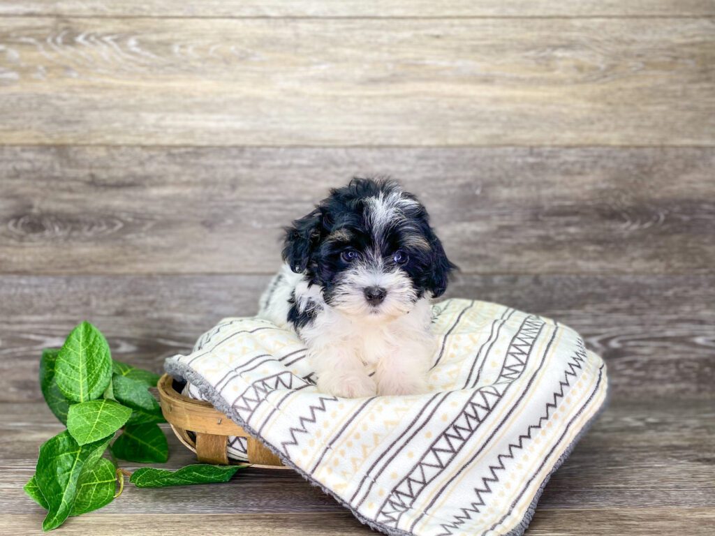 Puppies For Sale Top Pet Store Dog Club