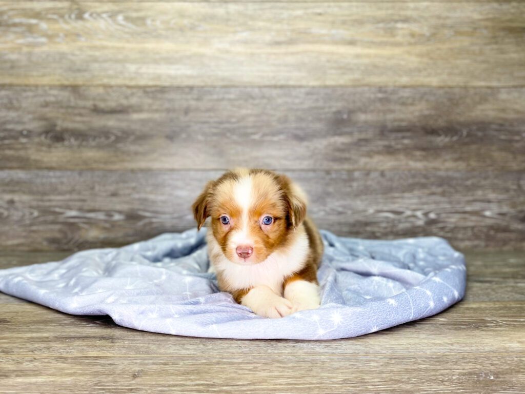 Mini Australian Shepherd Puppies For Sale Calhoun, GA