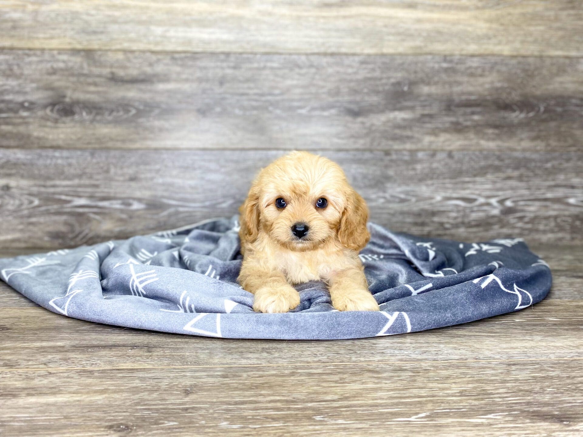 Puppies For Sale Dog Club