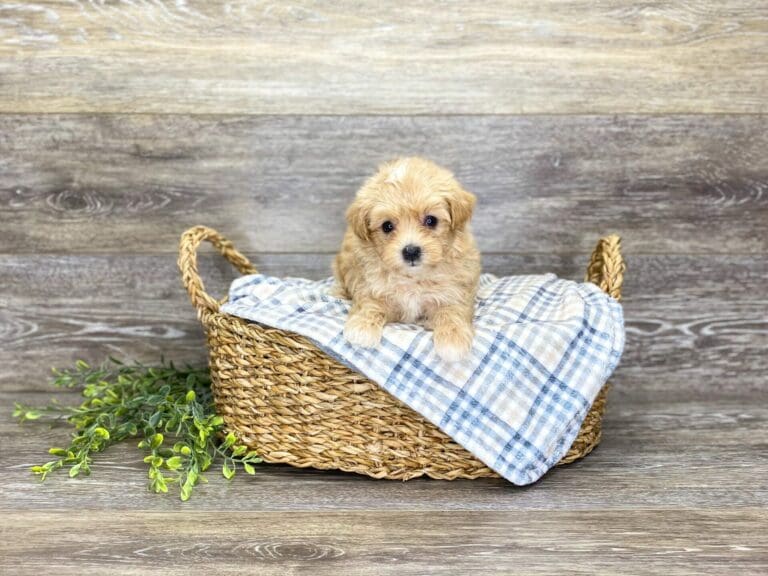 Puppies For Sale Dog Club