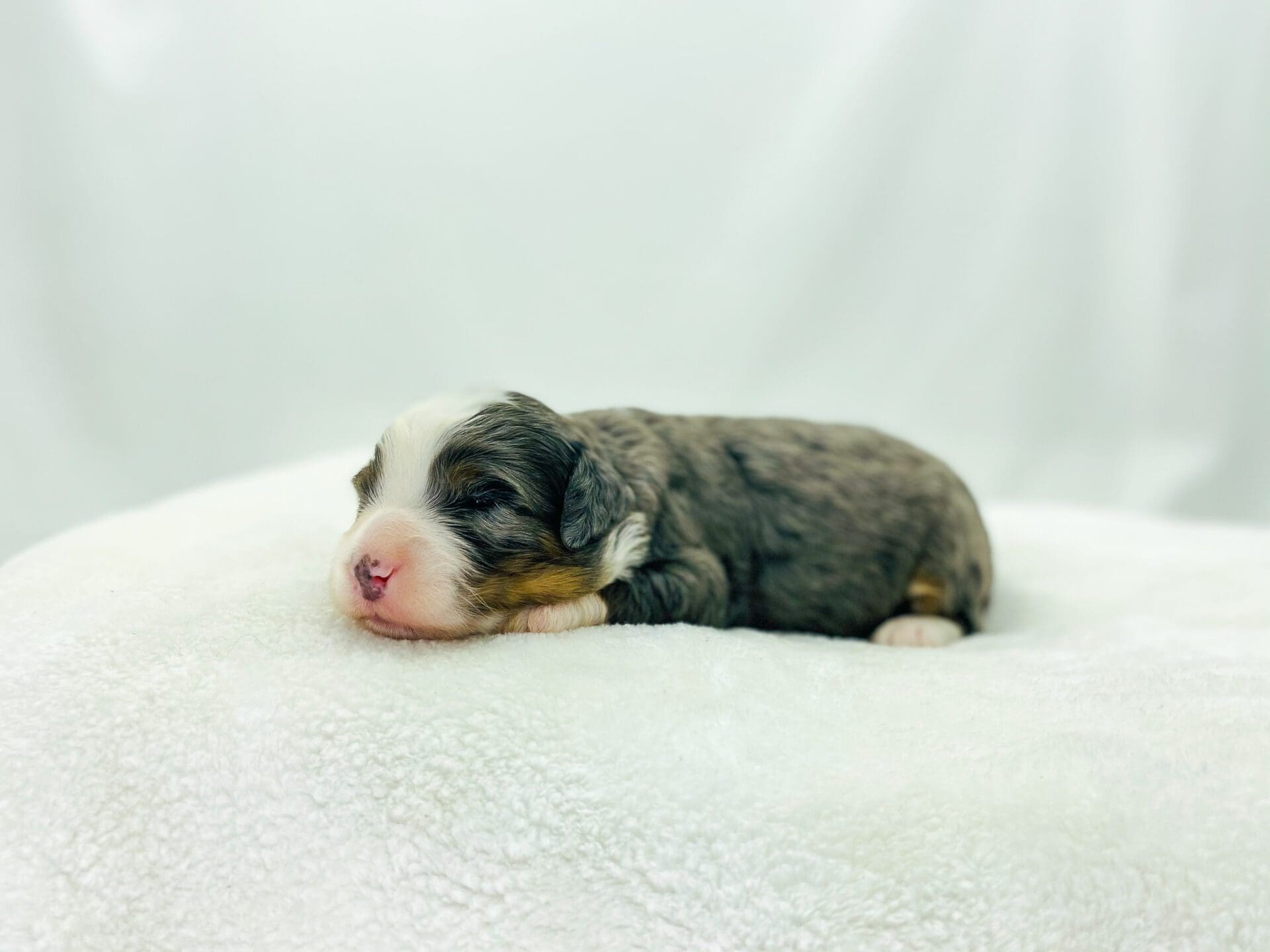 Puppies For Sale Georgia Dog Club puppies-for-sale-georgia-dog-club