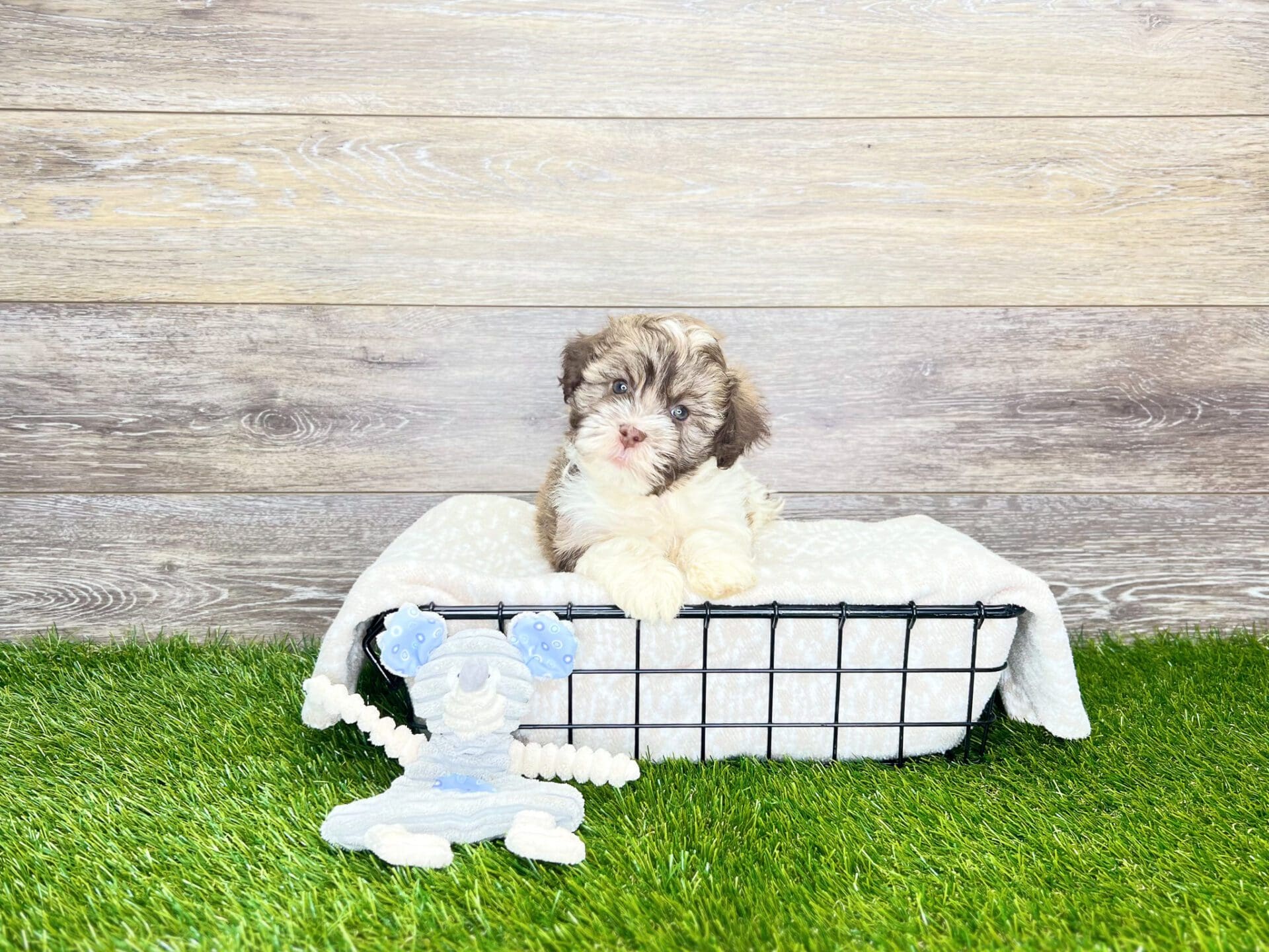 Havanese Puppies for Sale Calhoun, GA Dog Club