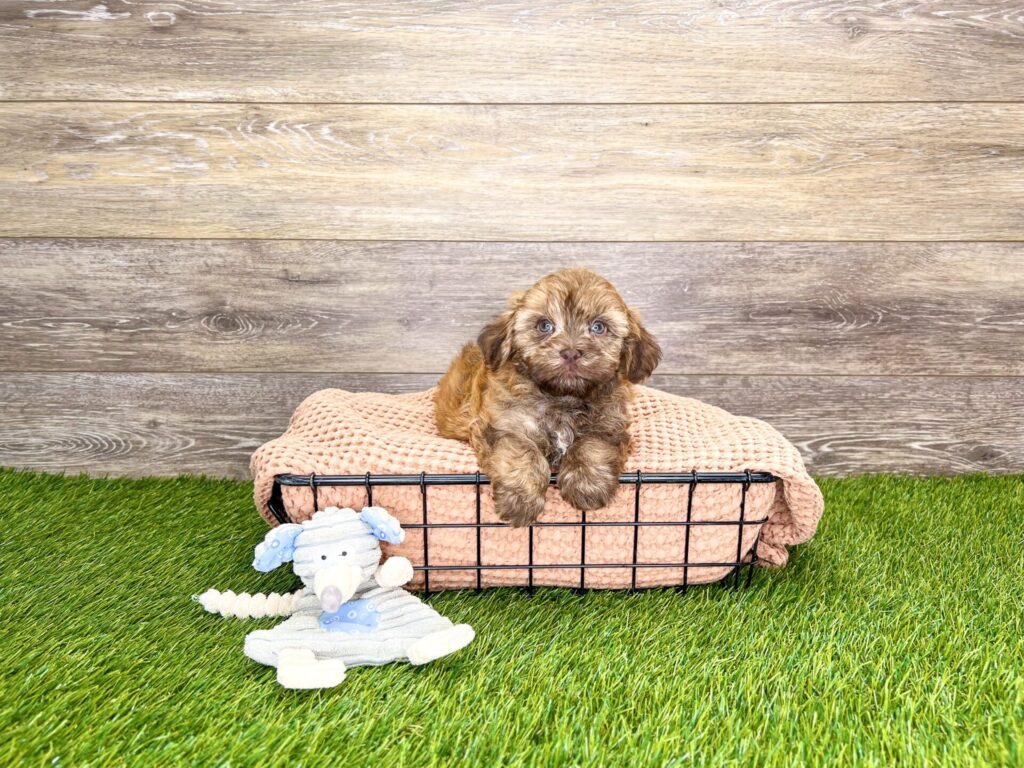 Maltipoo Puppies For Sale Calhoun, GA Dog Club