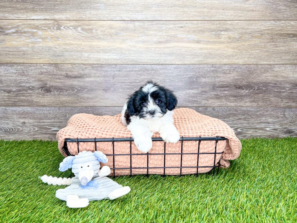 Maltipoo Puppies For Sale Calhoun, GA Dog Club