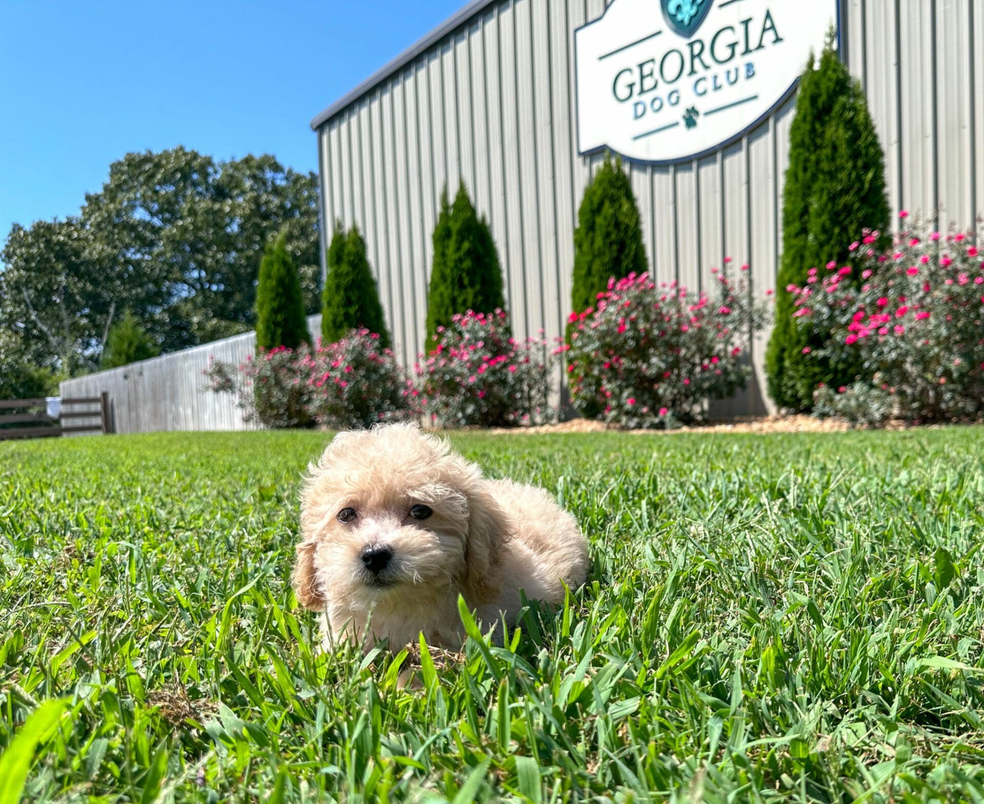 Puppies For Sale Dog Club