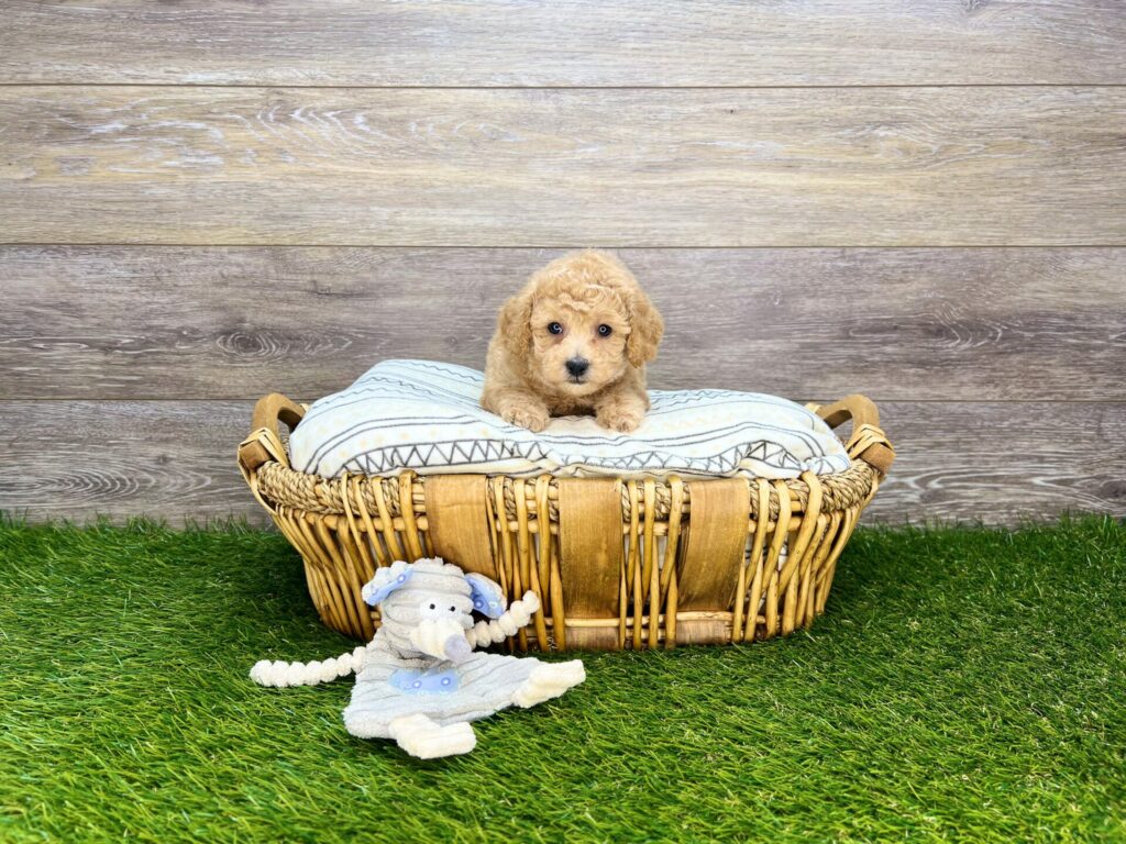 Maltipoo Puppies For Sale Calhoun, GA Dog Club