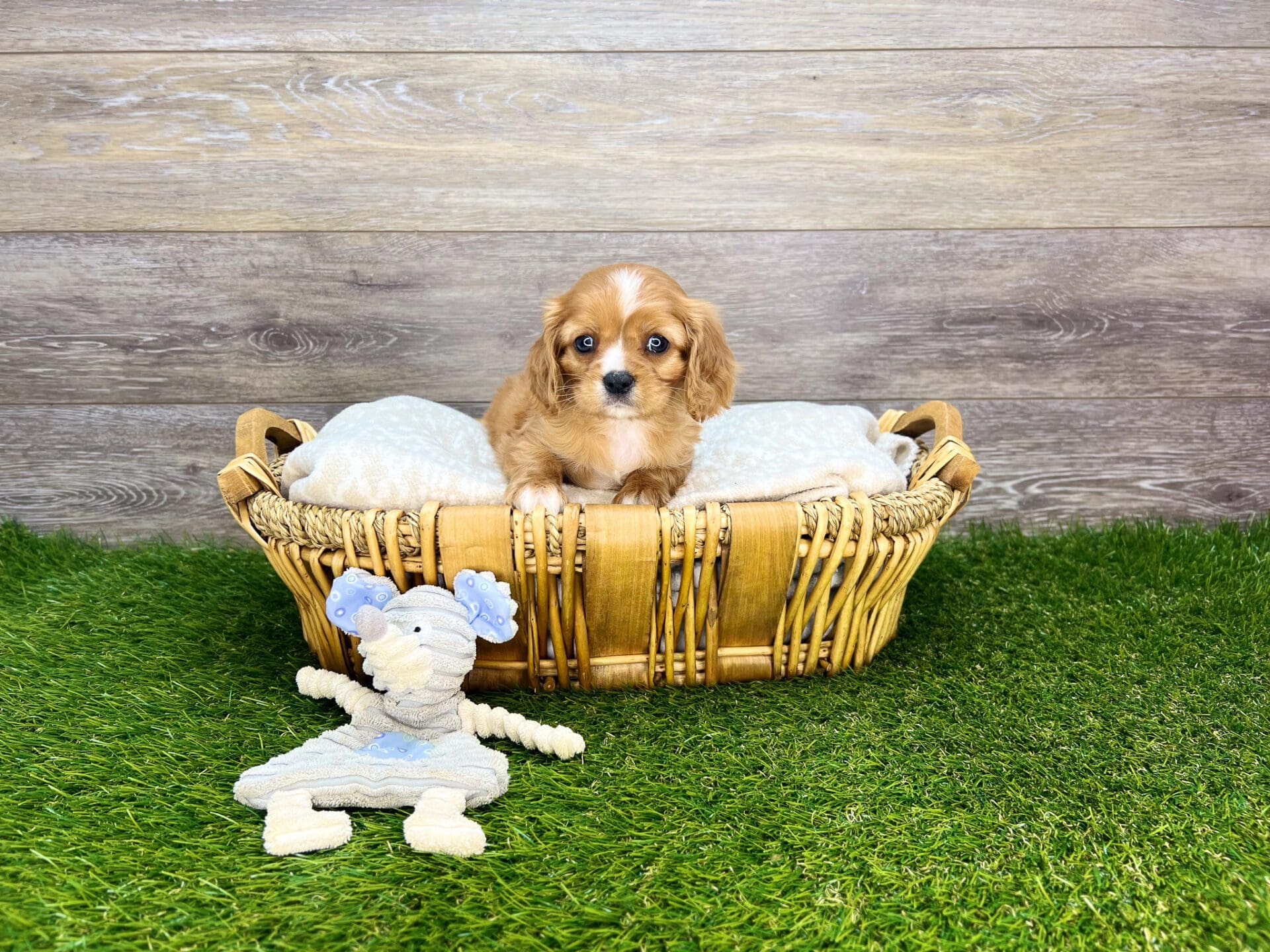 Puppies For Sale Dog Club