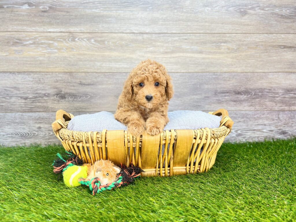 Poodle Puppies For Sale Dog Club